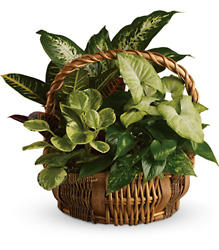 Emerald Garden Basket from Metropolitan Plant & Flower Exchange, local NJ florist